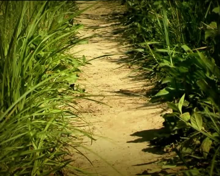 Minuscule S01 the Quest for the Pink Lollipop (en 576p) mp4