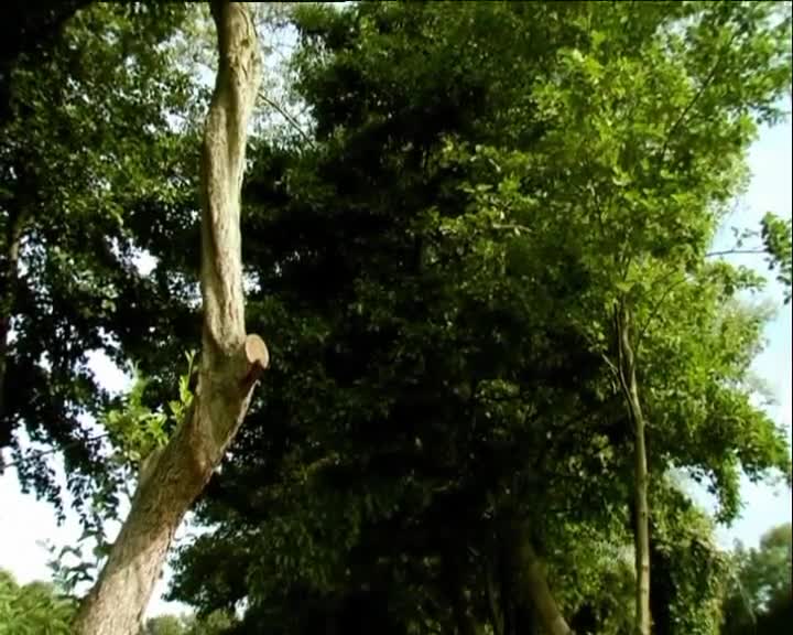 Minuscule S01 the Caterpillar Who Wanted to See the Ocean (en 576p) mp4