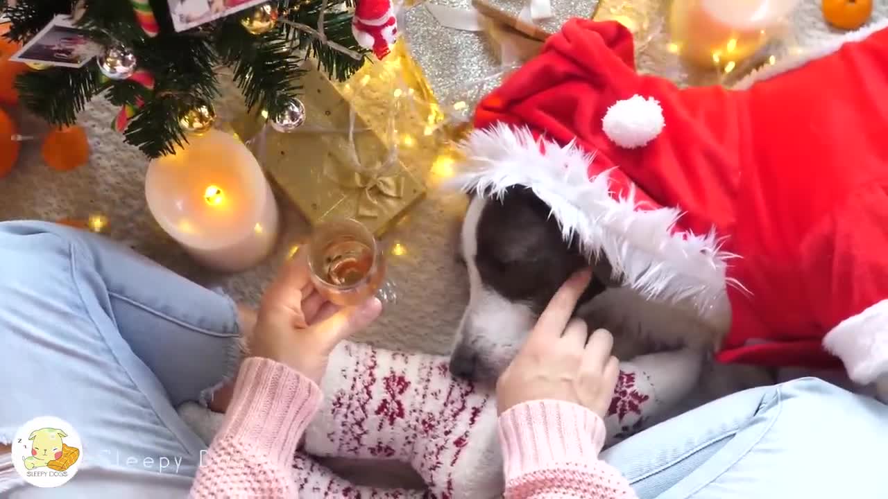 Vánoční a novoroční hudba pro psy! mp4