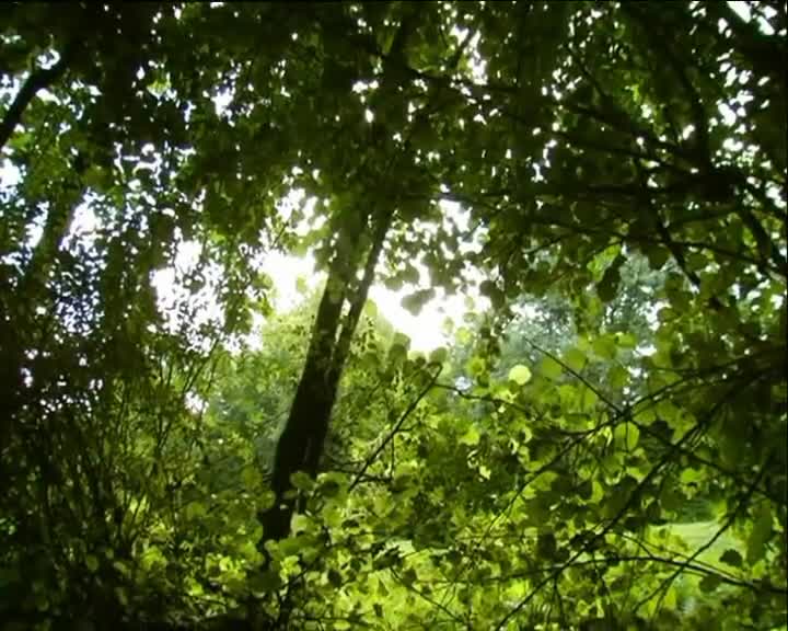 Minuscule S01 Ladybugs (en 576p) mp4