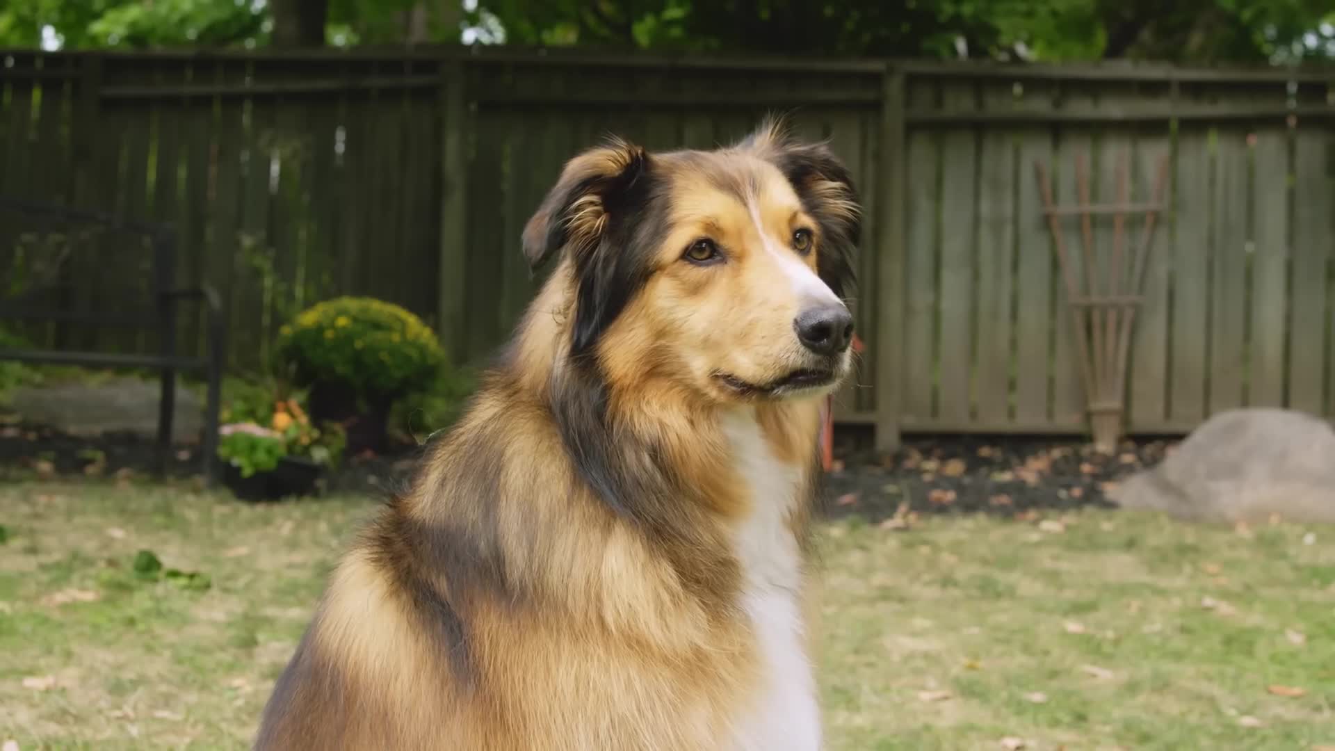 Přítel nejvěrnější 2017 CZ dabing HD mp4