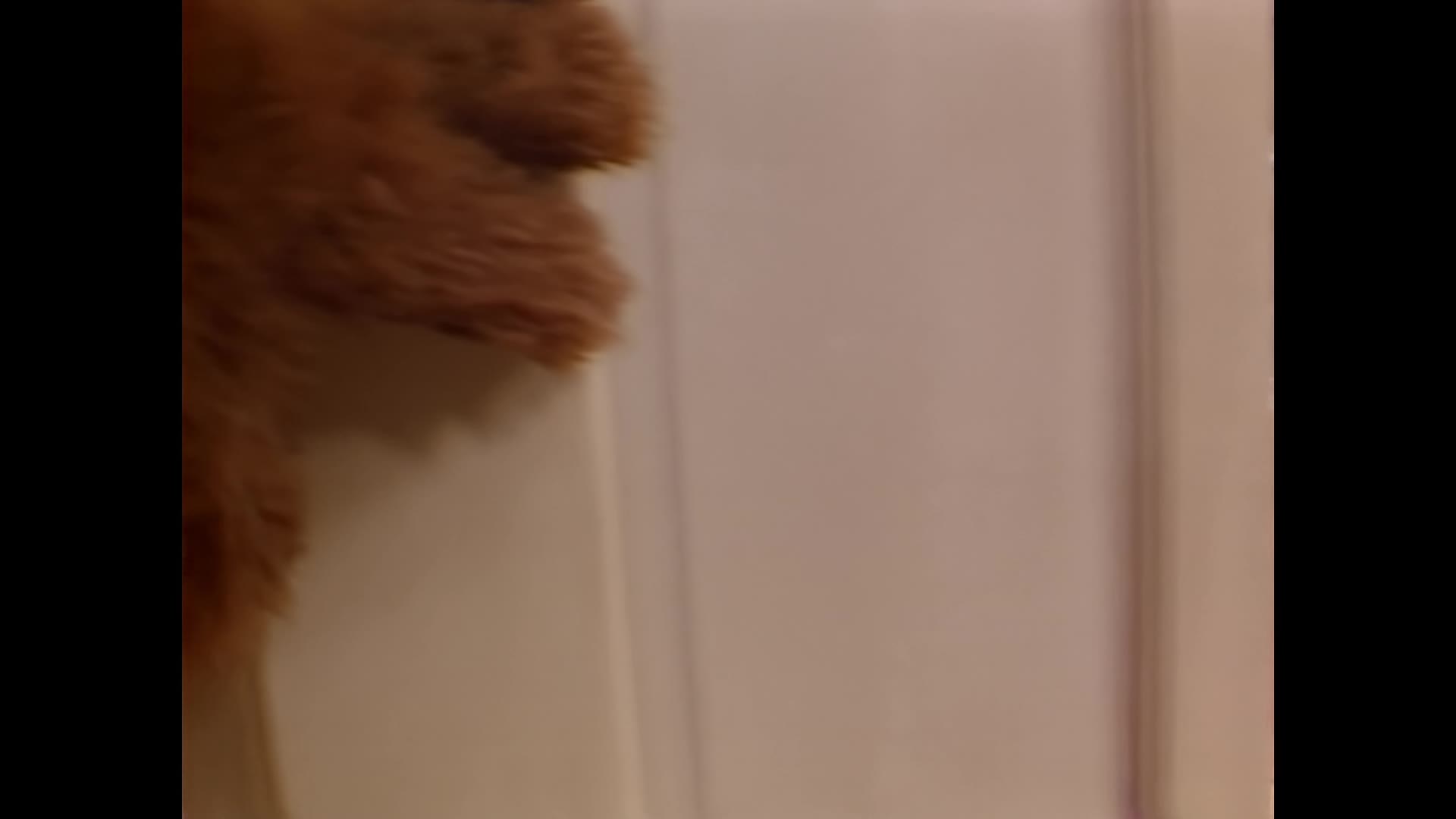 Alf (1987) S02E20 Pes v domě mkv