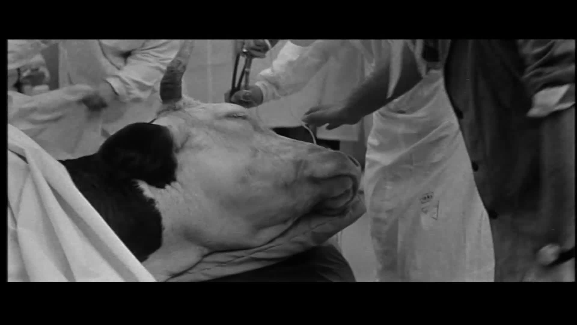 Kdo chce zabít Jessii {1966} komedie, sci fi AAC 5 1 1080p mkv