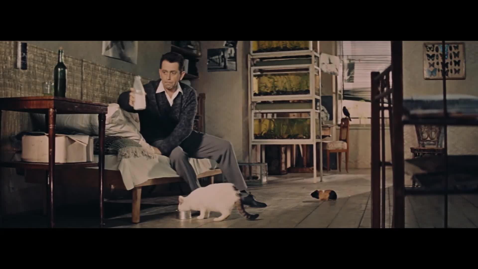 Až přijde kocour {1963} komedie 1080p mkv