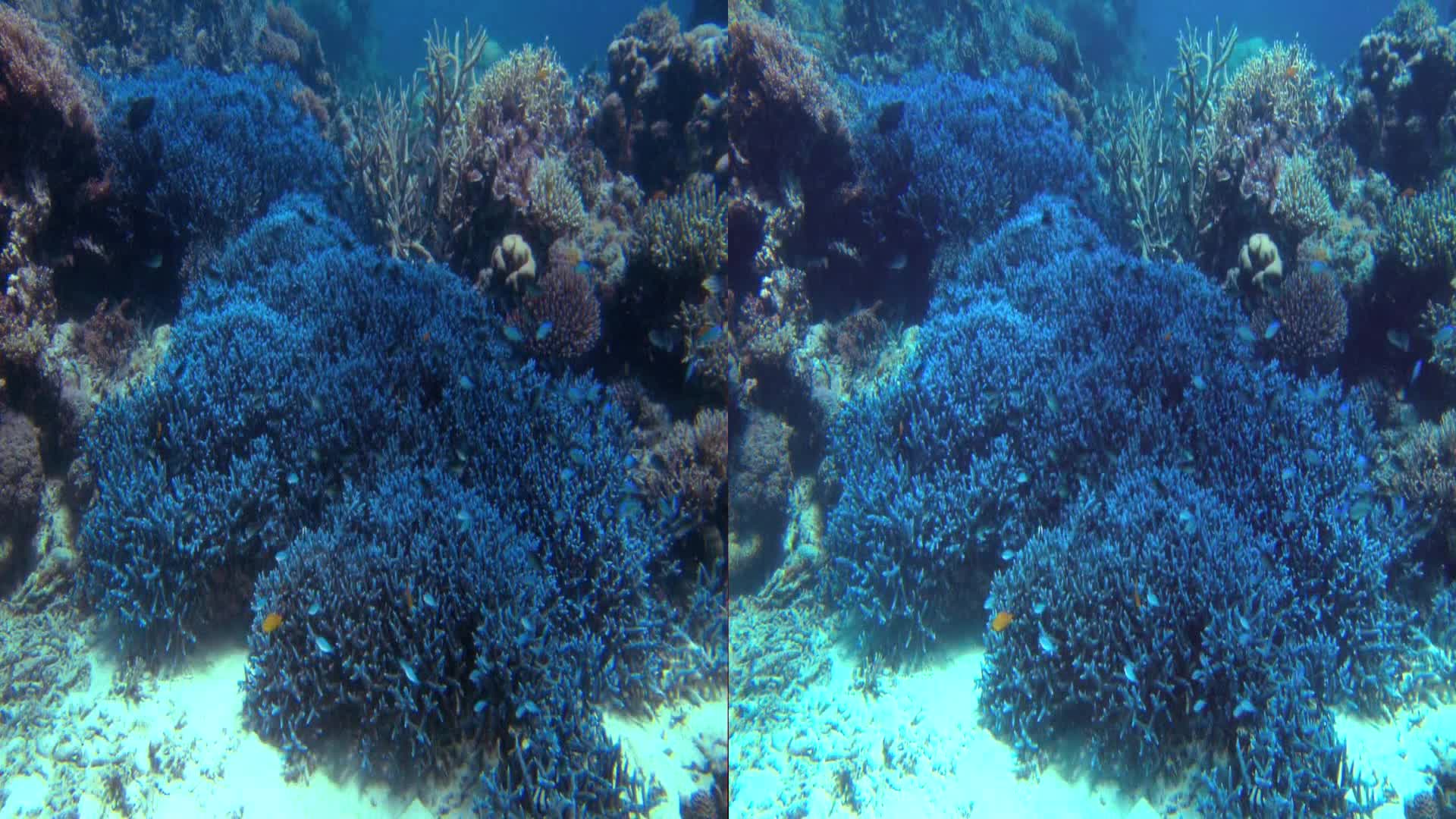 Perla oceánu =2003 3D CZ avi