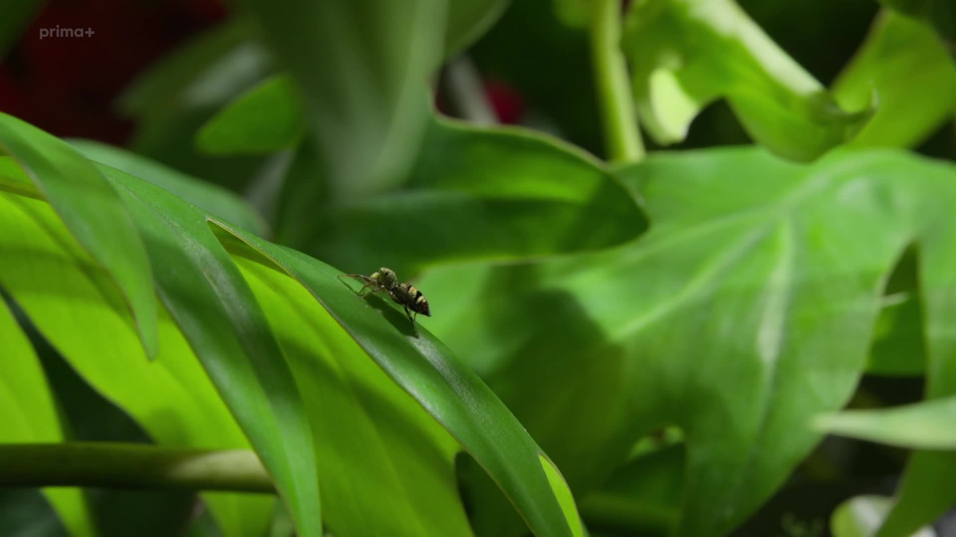 Fluorescence: Přírodní superschopnost 2025 CZ dabing HD 1080p mkv
