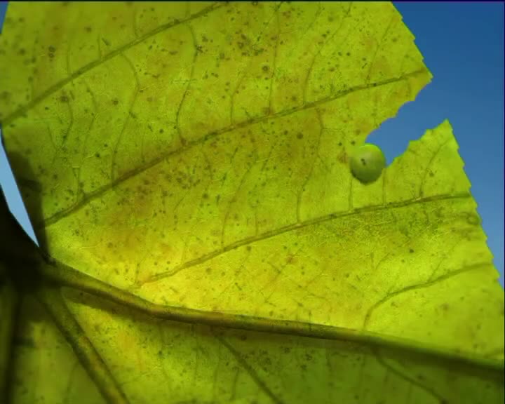 Minuscule S01 the Caterpillar and the Brook (en 576p) mp4