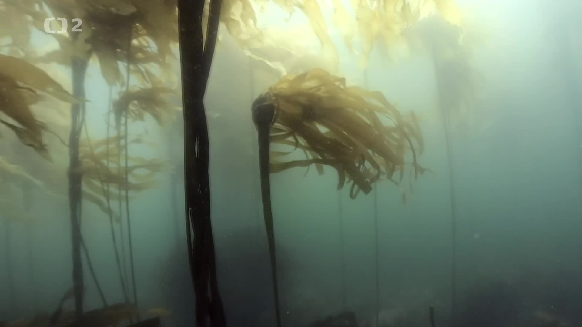 Chimery prizraky z hlubin [Ghost Shark Rising from the Deep Chimaeras 2019 Jp] (cz 1080p) mp4