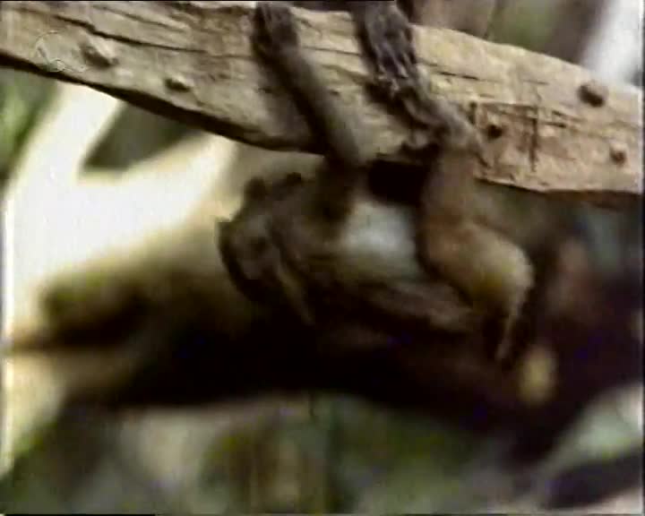 Gepard 1989 SK VHSrip markiza mkv