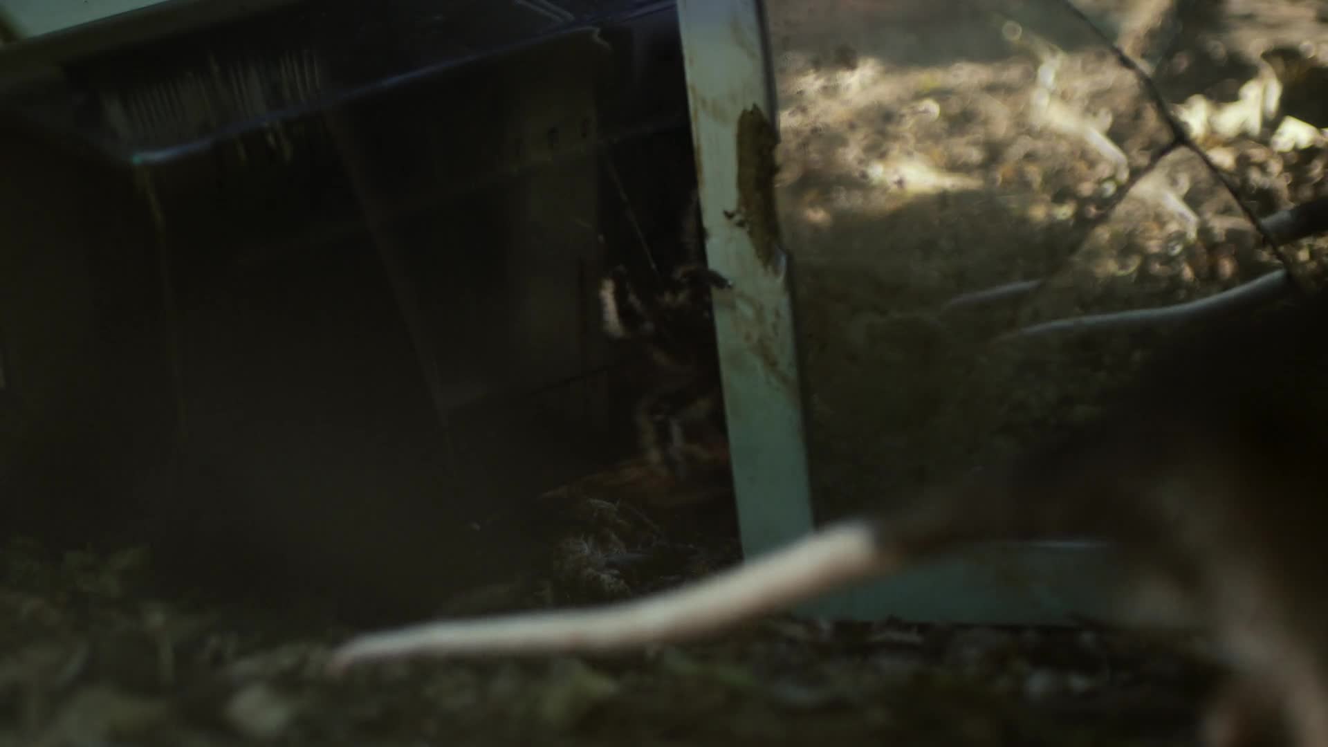 Nightmares of Nature 2025 S02E02 [ENG1080p] mp4