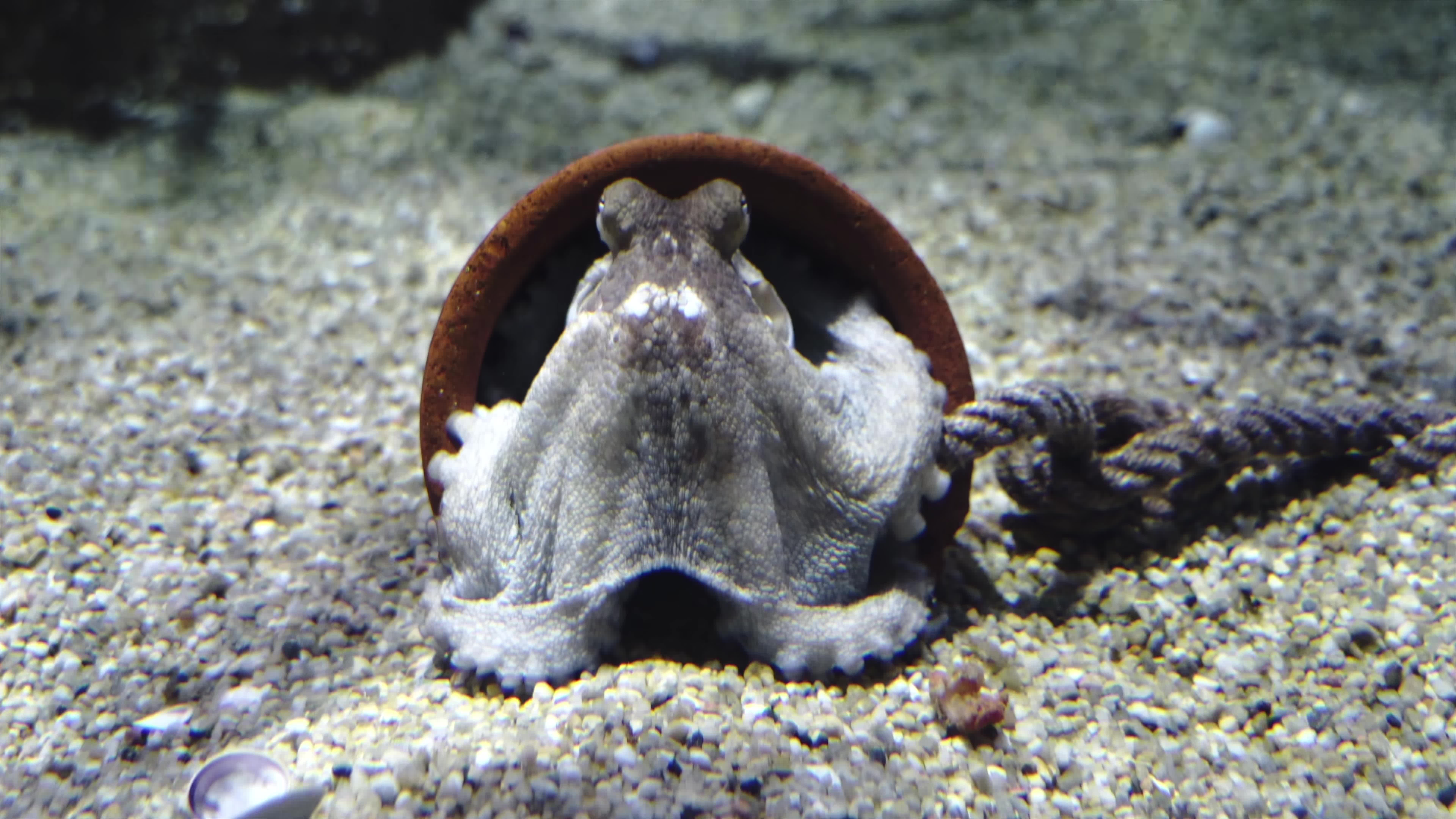 The Colors of the Ocean 8K ULTRA HD The Best 8K Sea Animals for Rela 4320 x 7680 mp4