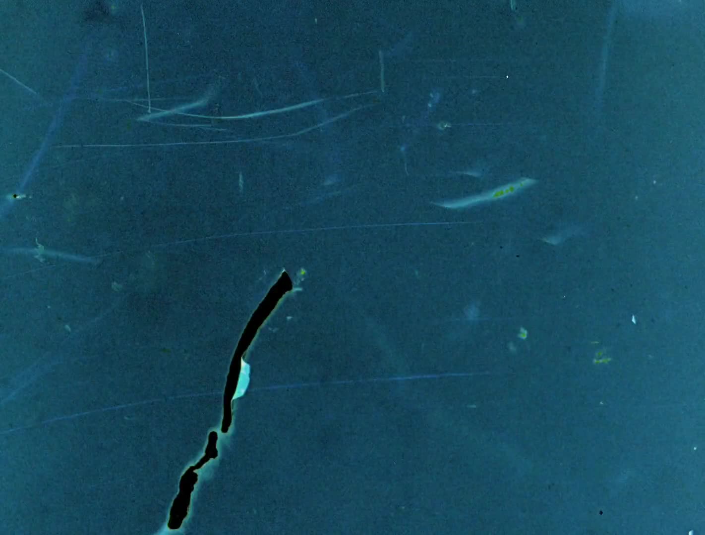 Sound of a million insects, light of a thousand stars (2014) (Tomonari Nishikawa) mp4