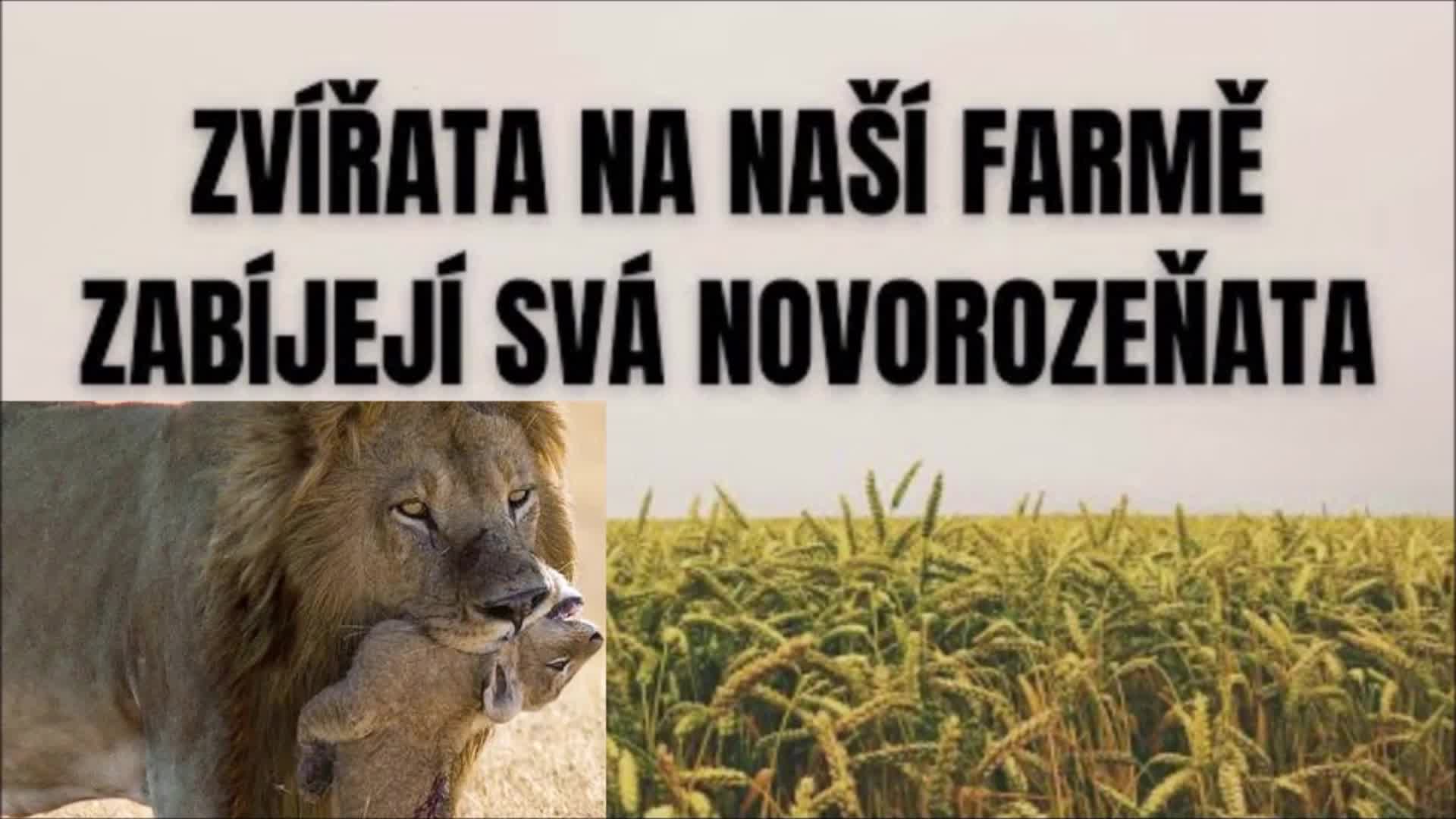 zvířata na naší farmě zabíjejí svá novorozeňata mp4