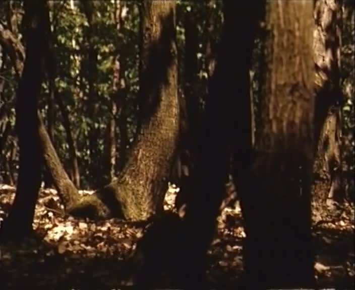 Herbář Jima Čerta (2004) mkv
