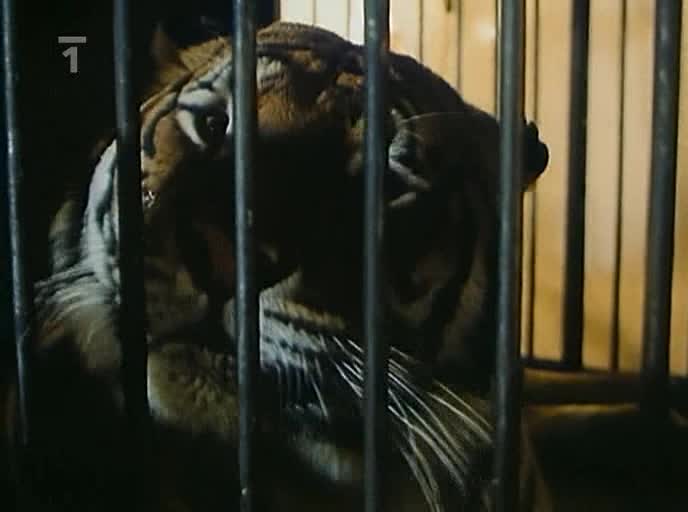 Cirkus Humberto 03 CZ avi