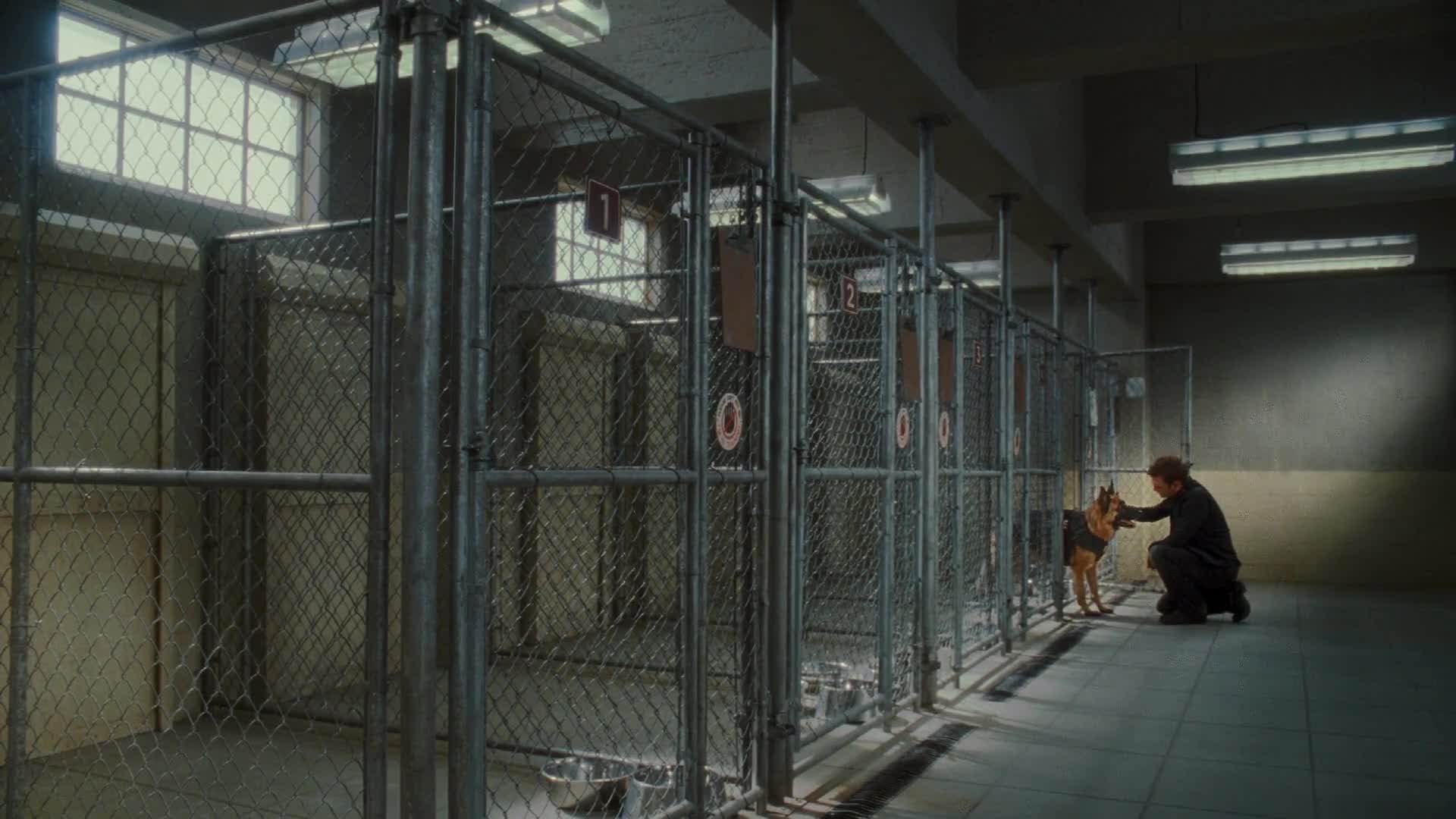 Jako kočky a psi: Pomsta prohnané Kitty 2010 CZ dabing HD mp4