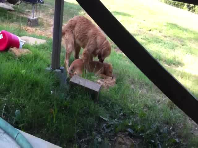 my dog is pedophille mp4