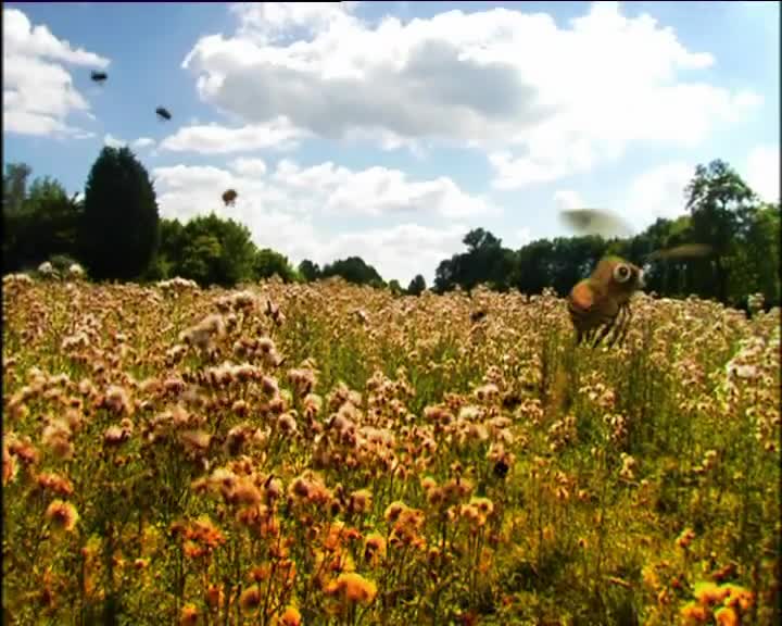 Minuscule S01 Caterpillar Dream (en 576p) mp4