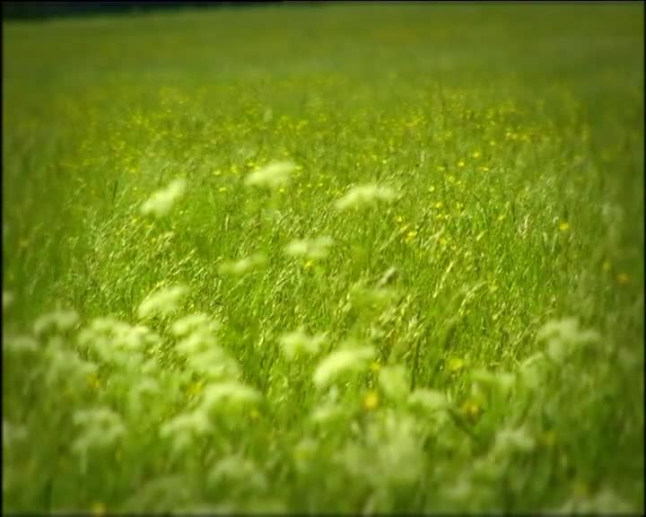 Minuscule S01 The Ladybug (en 576p) mp4