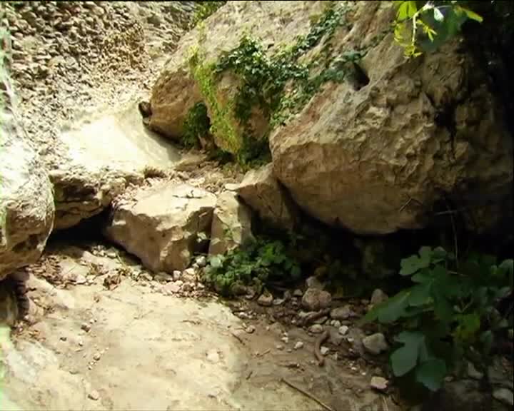Minuscule S01 A Snail's Dream (en 576p) mp4