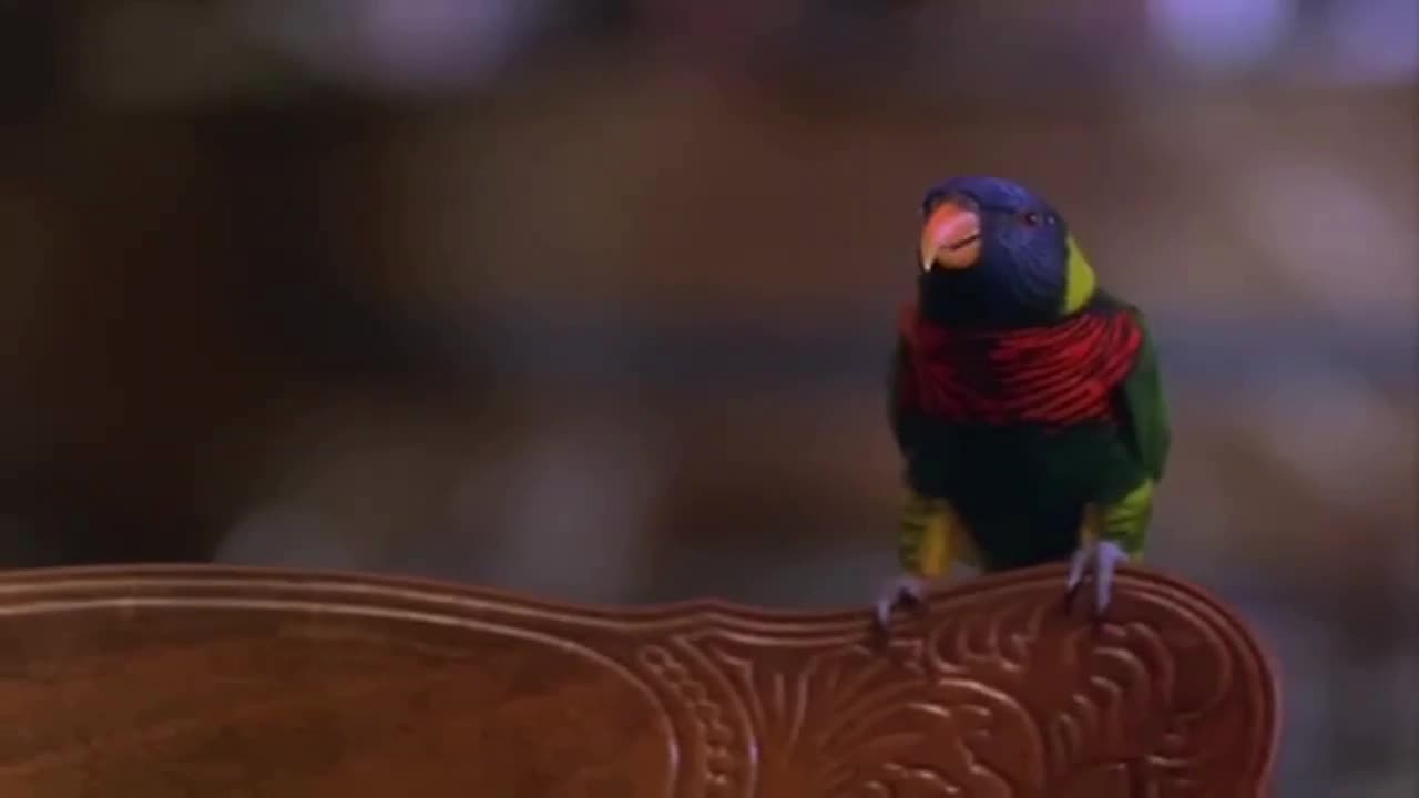 Ostrov pokladů Poklad pirátů (Robert Vaughn, Grace Jones, Hulk Hogan 1998 Akční Komedie Bdrip 1080p ) Cz dabing avi