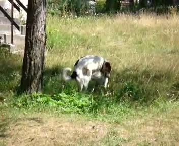 vilage dogs mating mp4