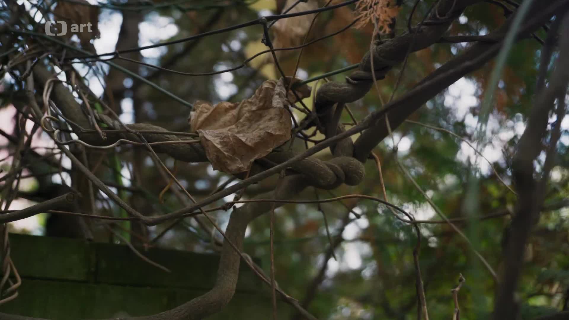 Echt   Film o malíři Janu Mertovi 2024 CZ dokument mp4