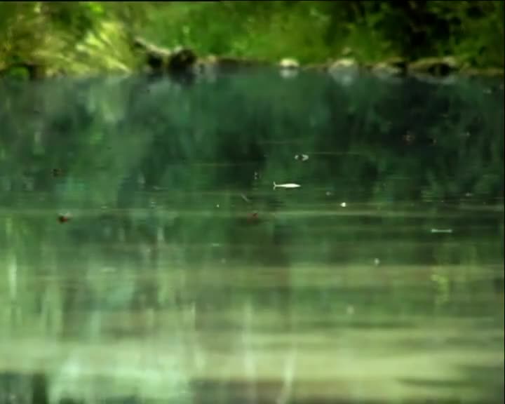 Minuscule S01 Dragonflies (en 576p) mp4