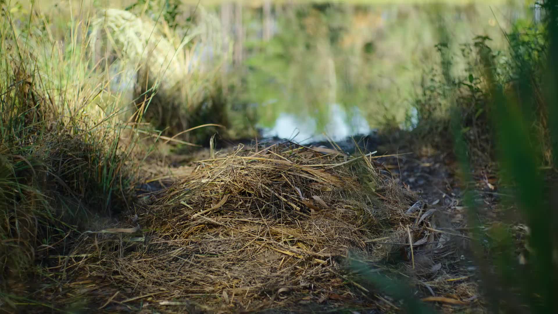 Nightmares of Nature 2025 S01E02 [ENG1080p] mp4