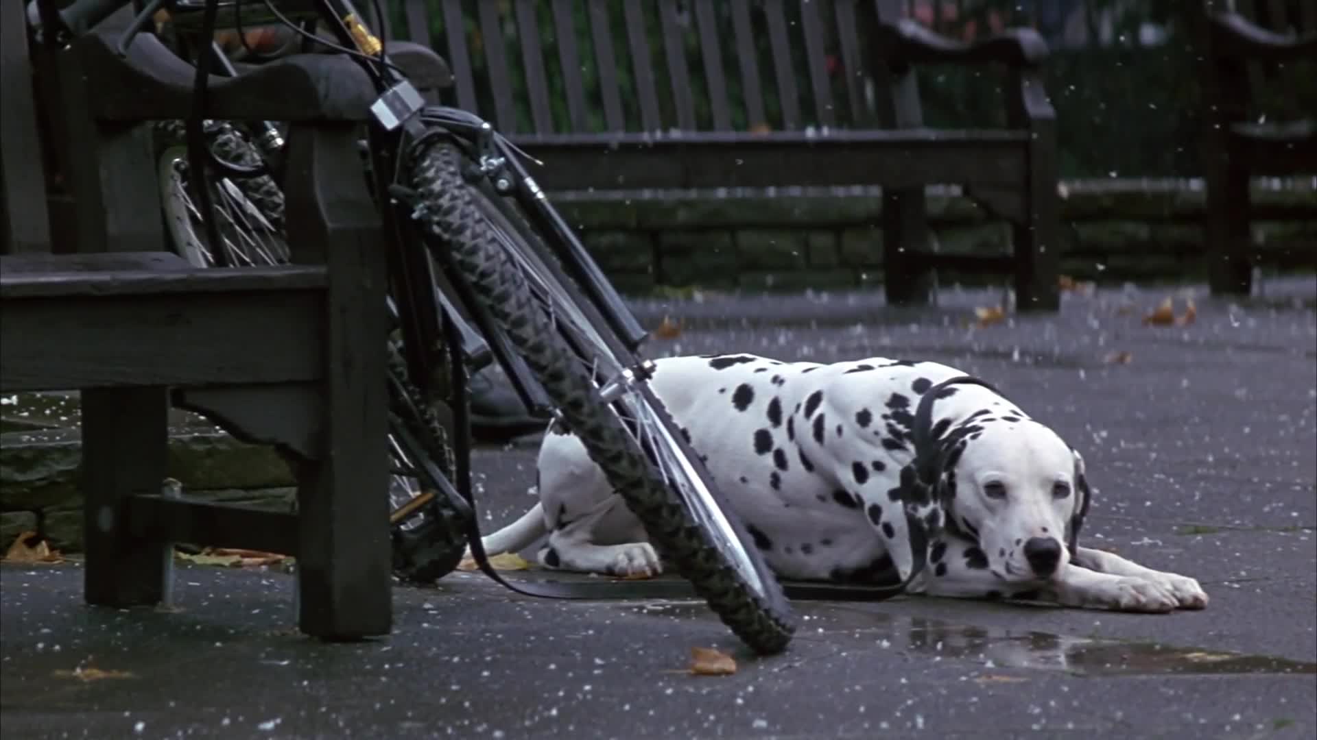 101 dalmatinů 1996 CZ dabing HD mp4