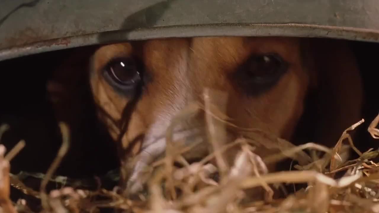 Jako kočky a psi 2001 CZ dabing HD mp4