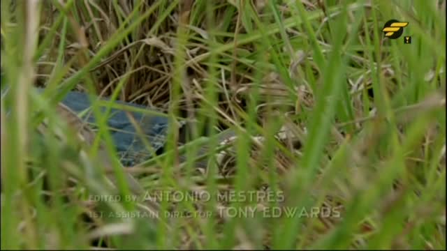 Namorni hlidka s05e07 Cerne lety CZ pep avi