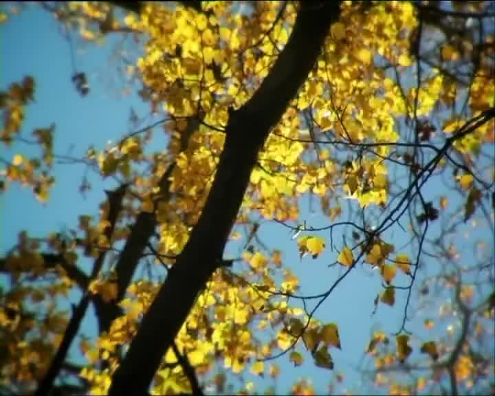 Minuscule S01 Cherry Tomato (en 576p) mp4