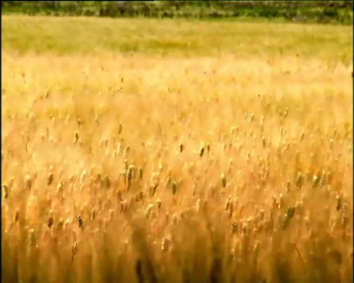 Minuscule S01 A Gust of Wind (en 576p) mp4