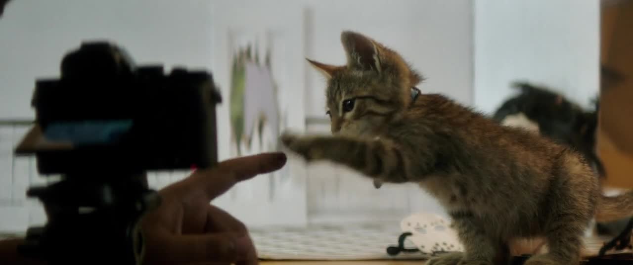 Keanu Kočičí gangsterka 2016 avi