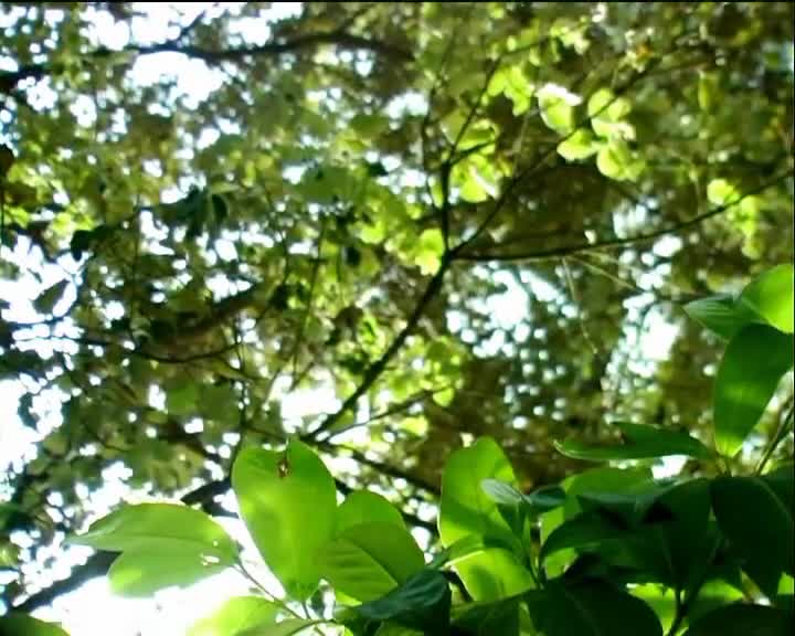 Minuscule S01 Caterpillars in Pairs (en 576p) mp4