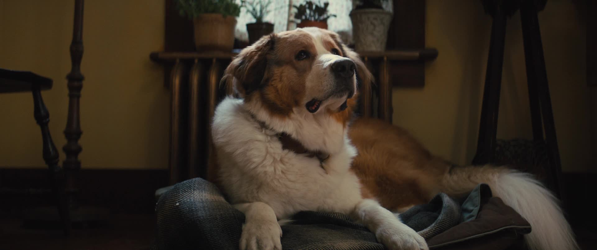 Psí poslání 2 2019 CZ dab 1080p mkv