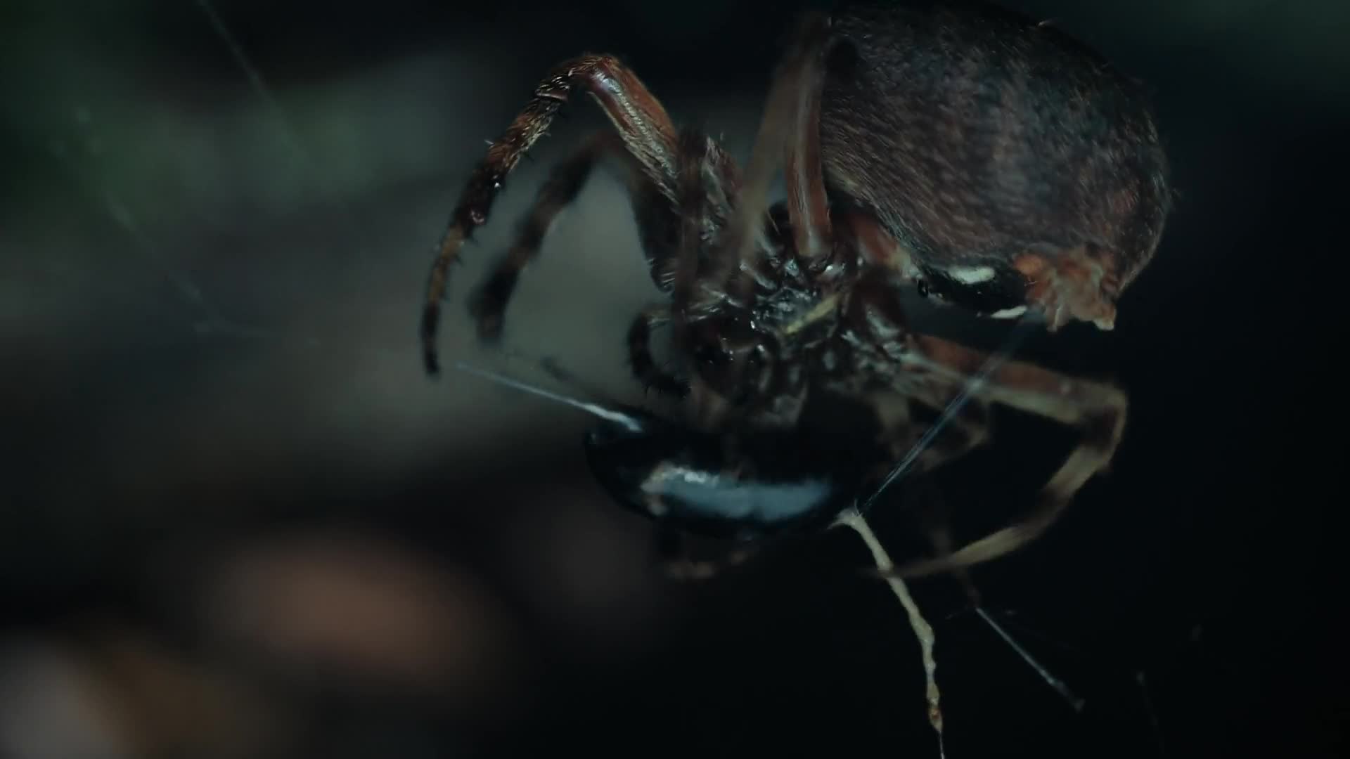 Nightmares of Nature 2025 S01E01 [ENG1080p] mp4