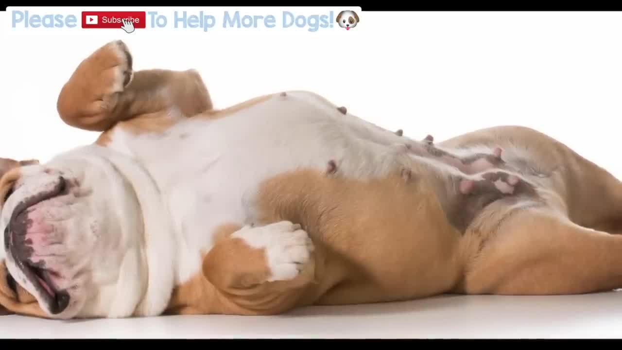 15 HOURS of Deep Separation Anxiety Music for Dog Relaxation! Helped 4 Million Dogs Worldwide! NEW! mp4