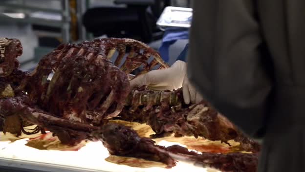 Sběratelé kostí s05e09 Šampion v oleji avi