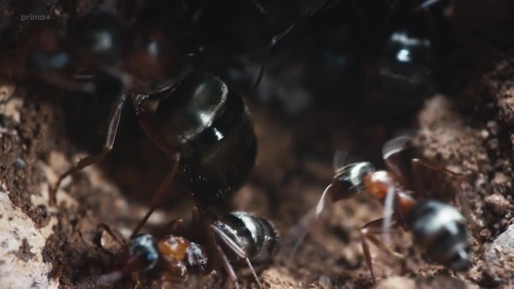 V risi mravencu [Le Royaume des fourmis 2020 Fr] (cz fr 576p) mkv