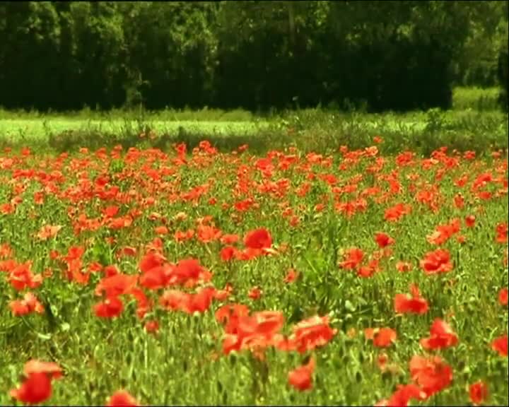 Minuscule S01 Love Story (en 576p) mp4