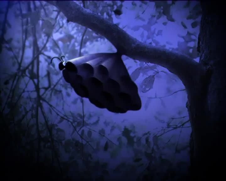 Minuscule S01 Wasp Belle (en 576p) mp4