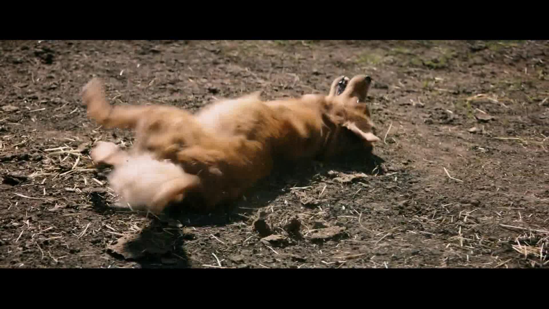 Psí poslání 2017 CZ dab 1080p avi