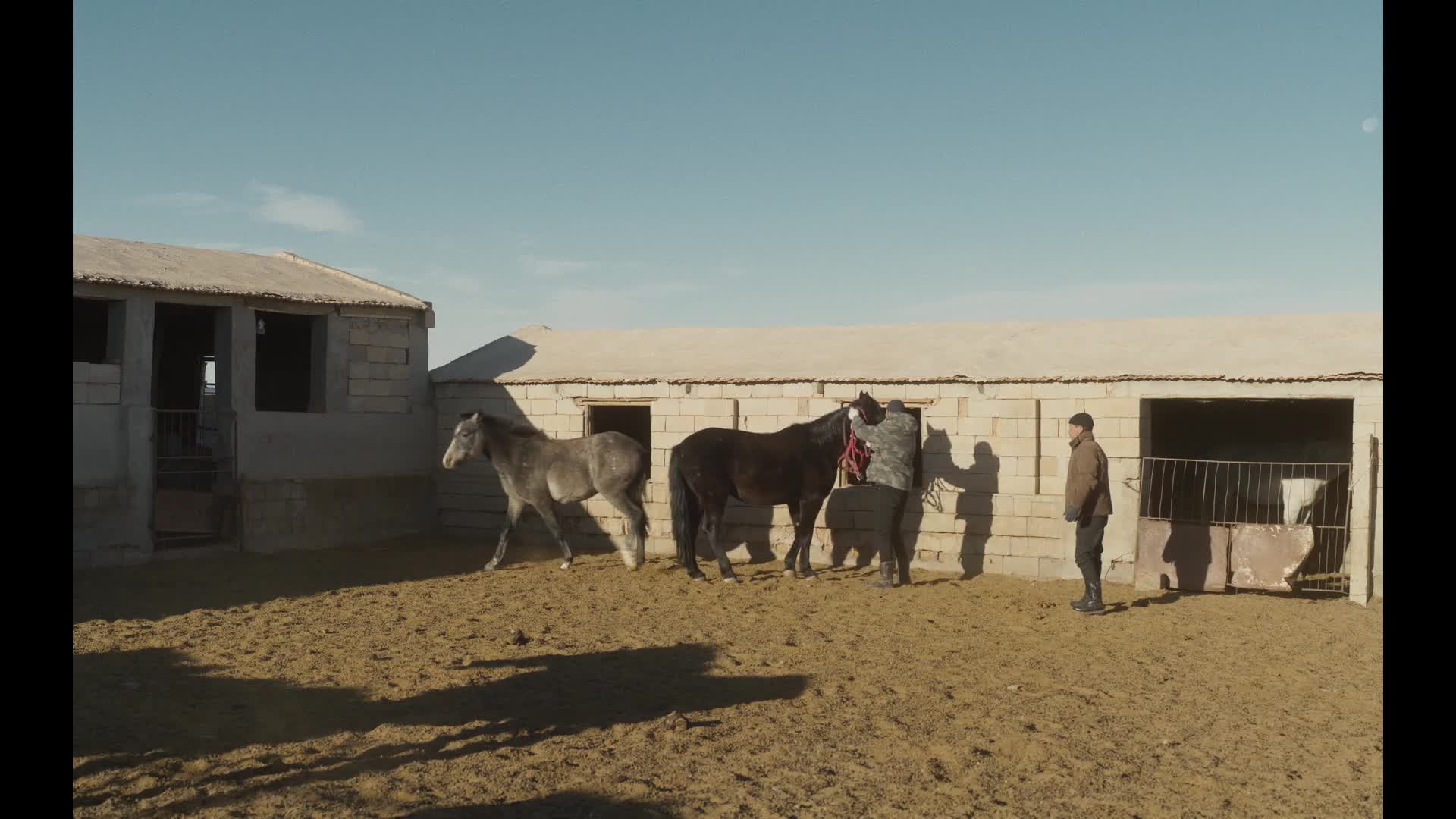 Zabití mongolského koně 2024 CZ dabing HD 1080p mkv